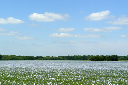 Pour voir les champs bleuir, il faut passer entre 10h et 13h, lorsque les fleurs s'ouvrent.