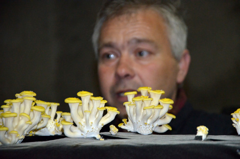 Bruno Zamblera, l'un des 5 champignonnistes survivants d'Ile-de-France cultive champignons de Paris, pleurotes, shiitakés...