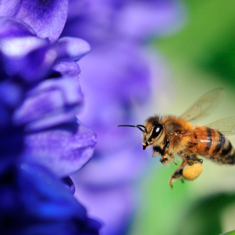 Une abeille allant butiner une fleur