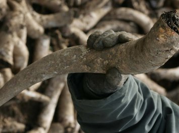 Bouse de corne pour préparation 500 en biodynamie