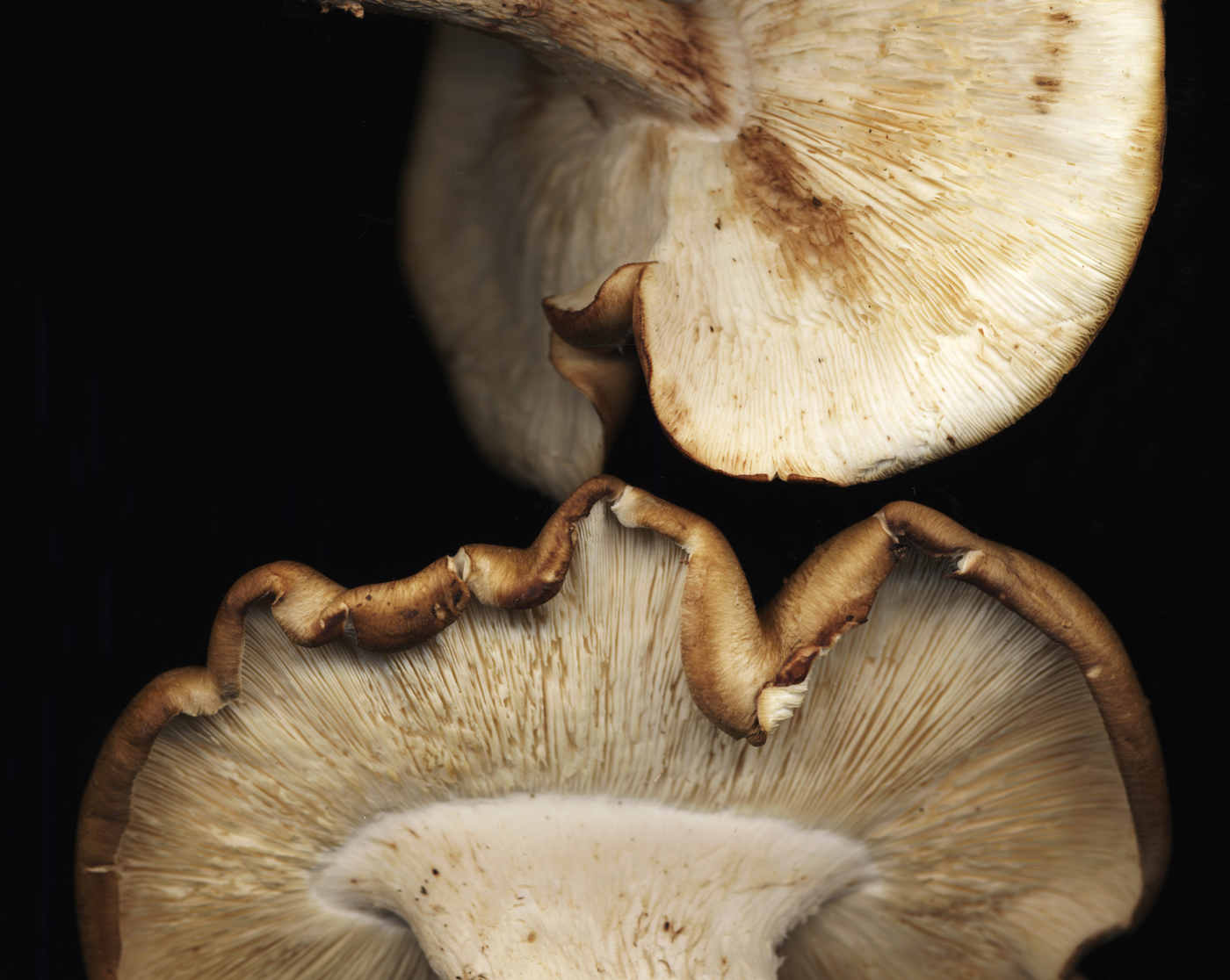 Shiitake, champion de champignon Oui ! Le magazine de la Ruche Qui