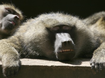 Les singes de la malbouffe