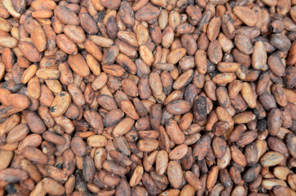 Acheter des fèves brutes directement aux coopératives permet de s'affranchir des dérives du négoce de cacao traditionnel.