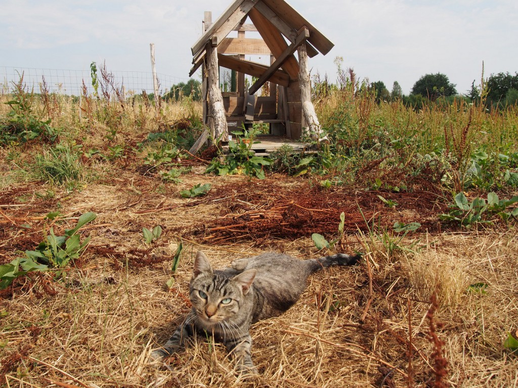 Jérôme loge un chat sur la ferme, en espérant qu'il éloigne les mulots. "Il préfère les caresses et la sieste", reconnait-il plein de dépit.