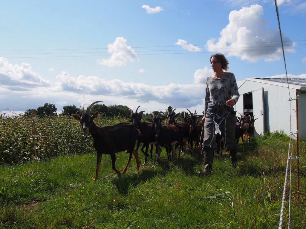 Tous les matins les chèvres trépignent devant la porte de la grange. Elles attendent l'heure de la promenade.