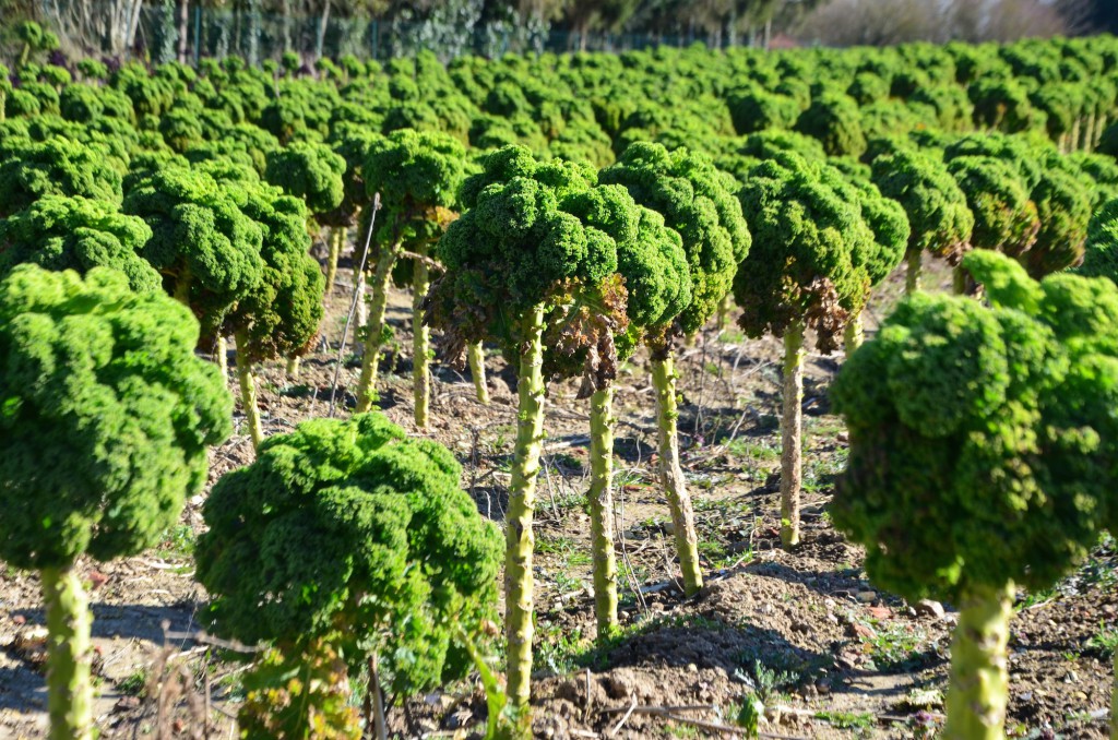 Le kale, légume star de l'exploitation picarde.