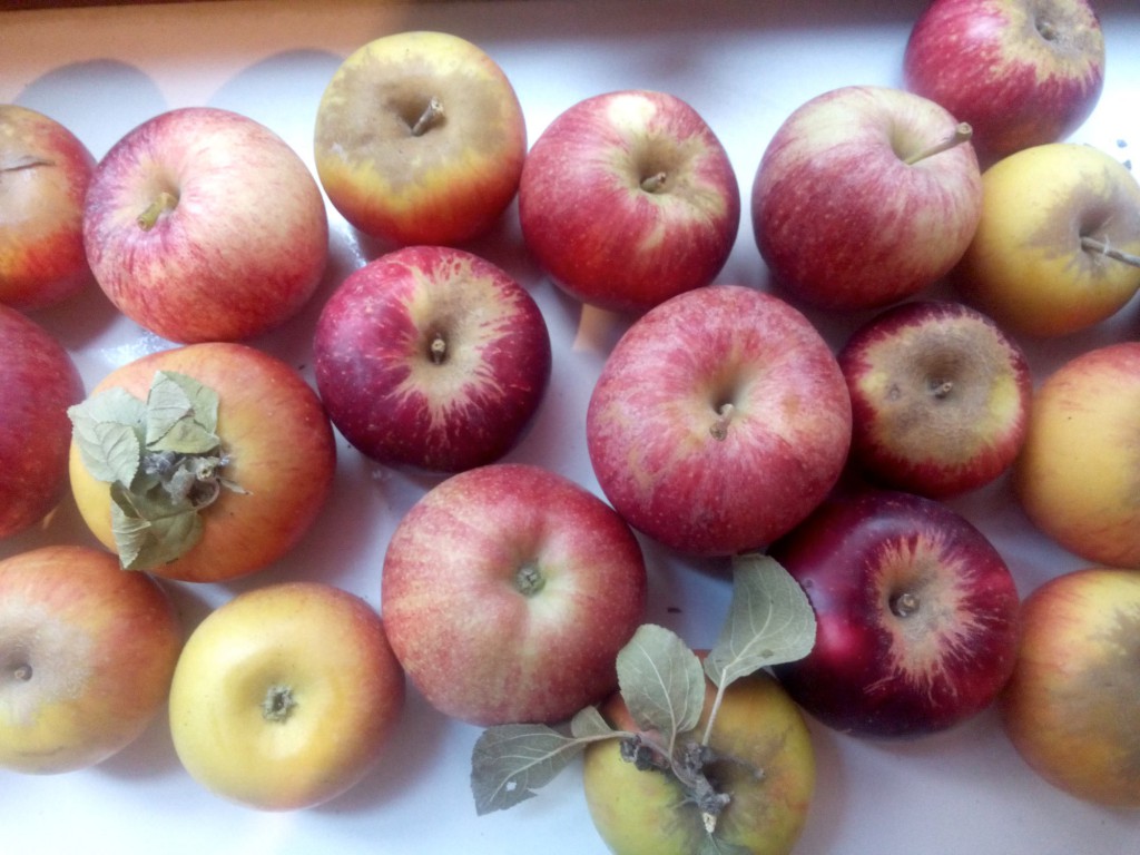 La pomme est un aliment riche en vitamines (présentes surtout dans la peau), en fibres et en anti-oxydants : une petite mine d'or pour une chouette monodiète.