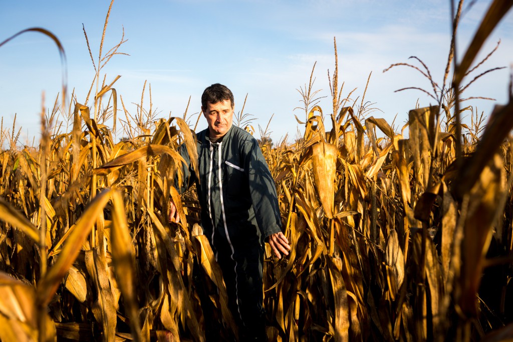 Jacky Berland vient dans son champ de maïs afin de compter les grains sur les épis pour savoir si la récolte à venir sera bonne ou non. © Thomas Louapre 