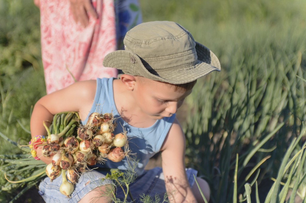 Young Boy Harvesting Green Onions at the Farm
