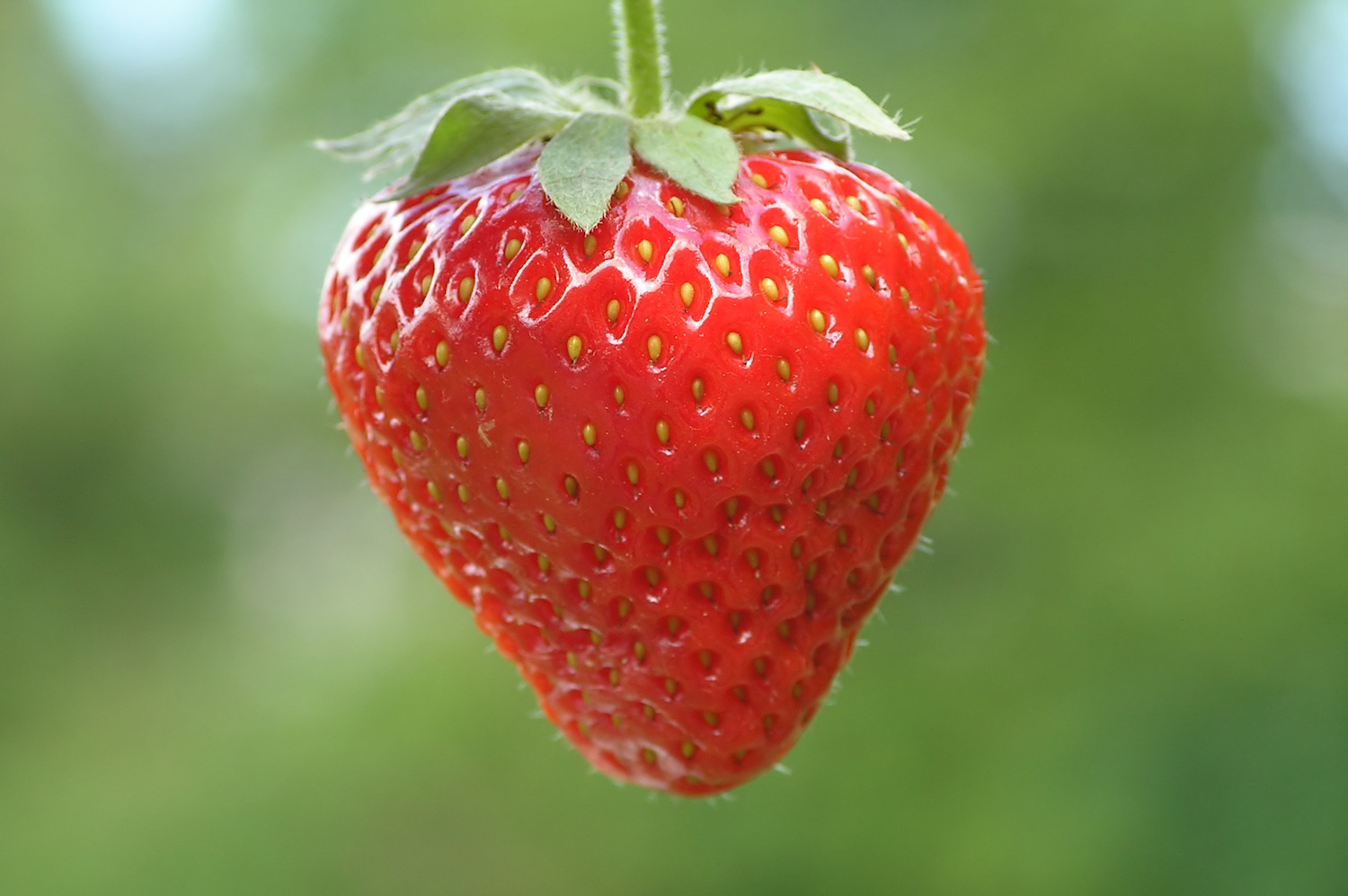 Fraises quand l agroécologie porte ses fruits