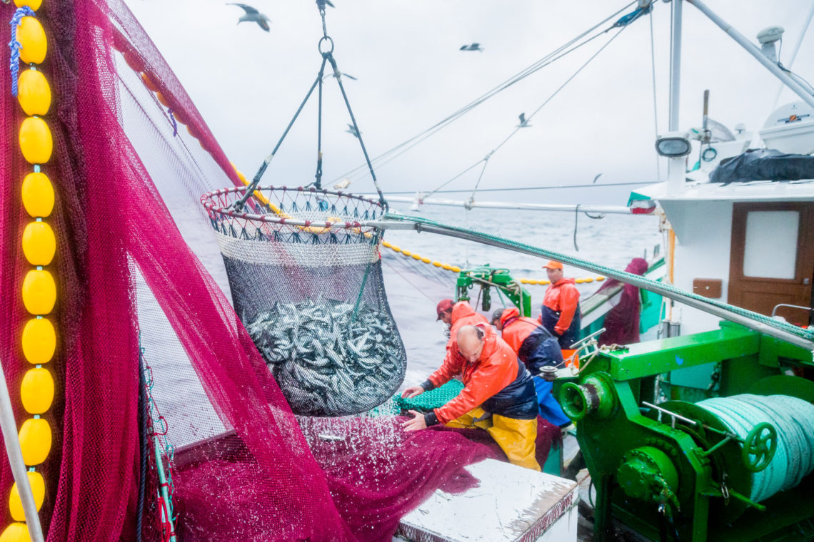 La bolinche, c'est le filet rose. La salabarde, c'est le filet plein de sardine au premier plan. © Thomas Louapre