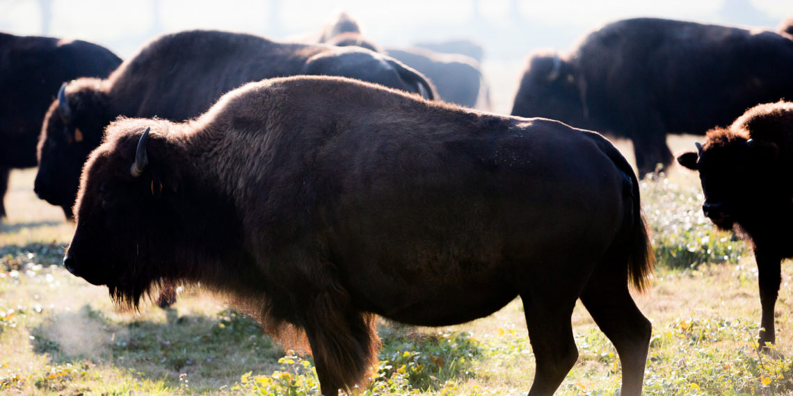 Les bisons. © Thomas Louapre