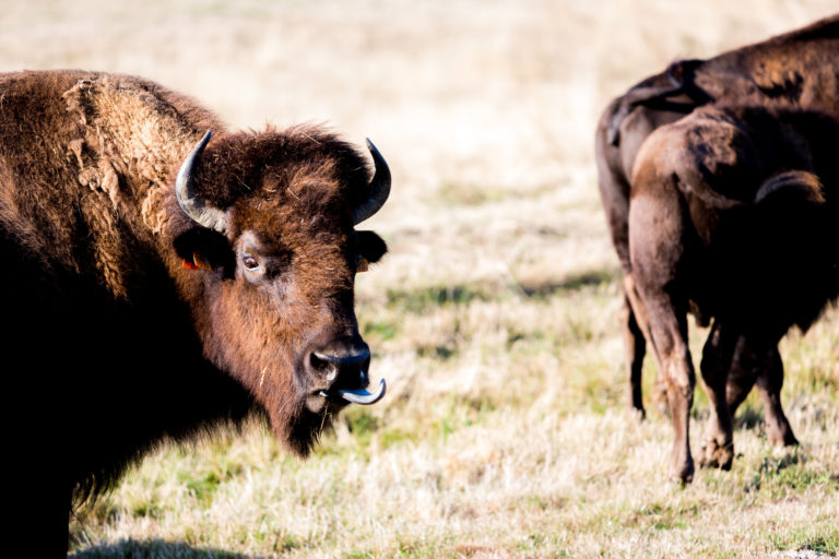 Le bison, un animal de notre terroir. © Thomas Louapre