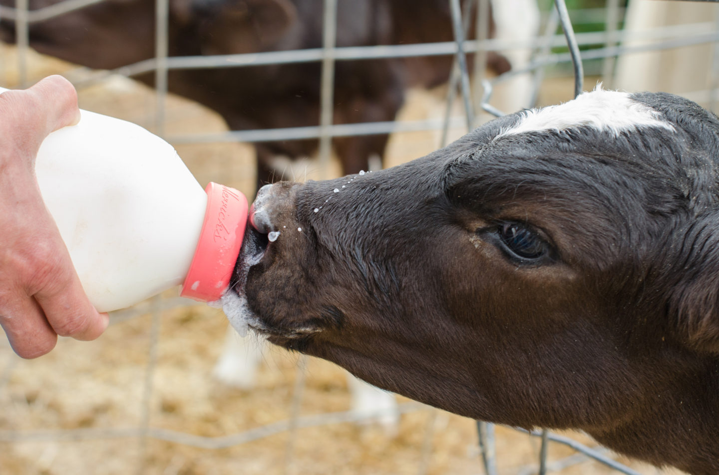 Lait en poudre, ne tétons plus les yeux fermés ! Oui ! Le magazine de la Ruche Qui Dit Oui