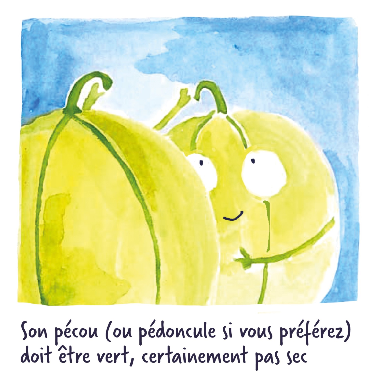 Comment choisir (enfin) un bon melon ? Oui ! Le magazine de la Ruche