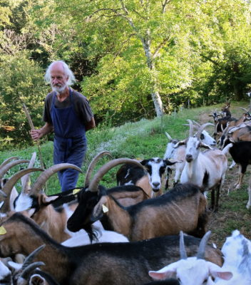 Ingo et le troupeau d'une trentaine de chèvres provençales