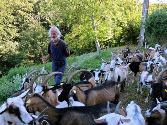 Ingo et le troupeau d'une trentaine de chèvres provençales