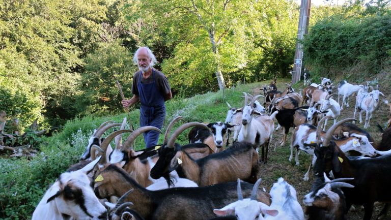 Ingo et le troupeau d'une trentaine de chèvres provençales