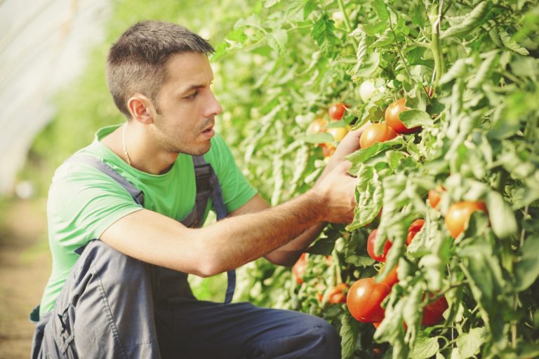 Un agriculteur vérifiant ses tomates