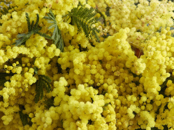 Mimosa