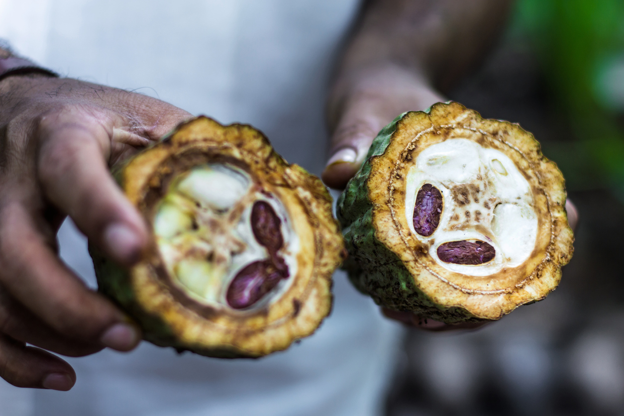 Frutto fresco dell'albero di cacao