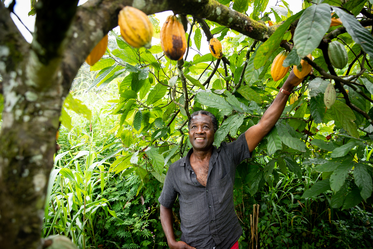 Come evitare la deforestazione mantenendo una produzione costante di cacao