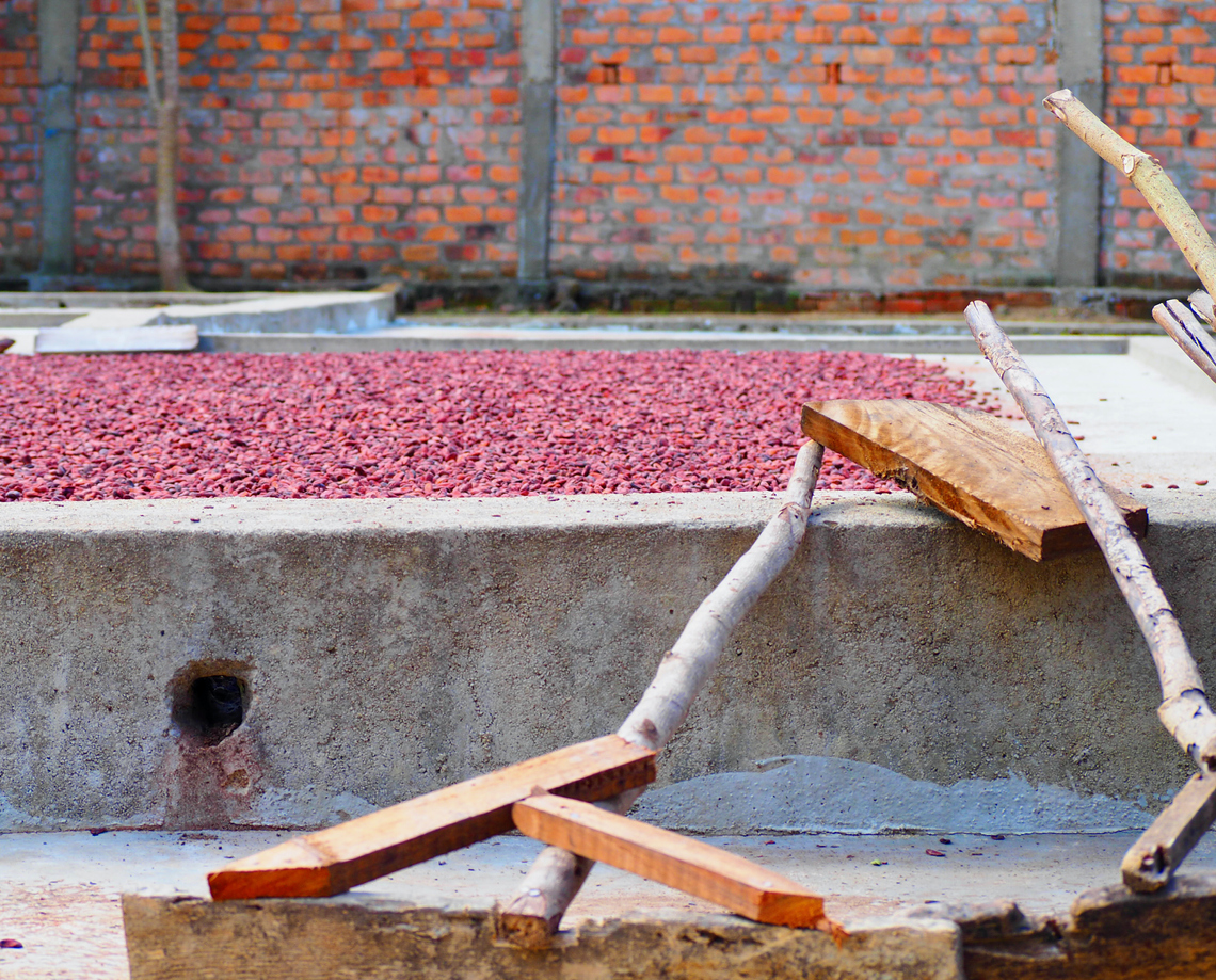 Essicazione dei semi di cacao